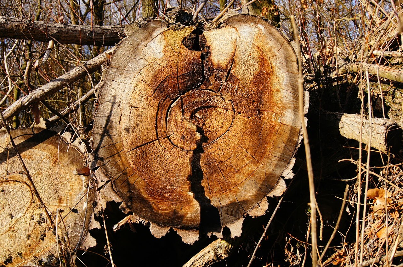 Woods And Their Uses